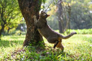 Obraz premium Outdoors, the cat wants to climb a tree