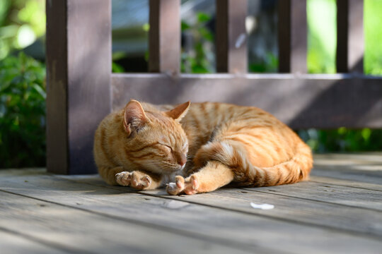 Tabby sleeping on the floor