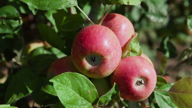 An apple tree with red apples. Apples grow on the branch.