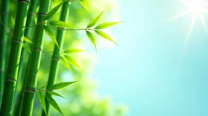 Fototapeta premium Serene Bamboo Grove Under a Bright Sunny Sky, Lush Green Foliage and Vibrant Sunlight, Tranquil Nature Scene