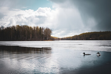 loons on a lake in the morning