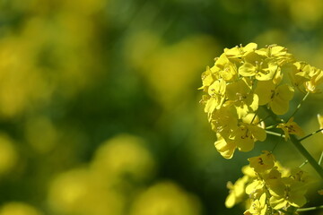 春の訪れを告げる花