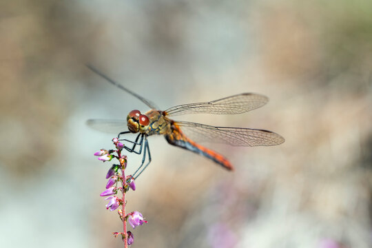 Close-up of dragonfly on flower