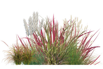 Flowers grass bushes shrub isolated on transparent background