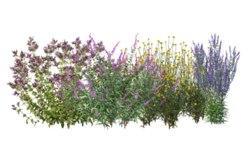 Diverse collection of isolated flowers, grasses, bushes, and small plants