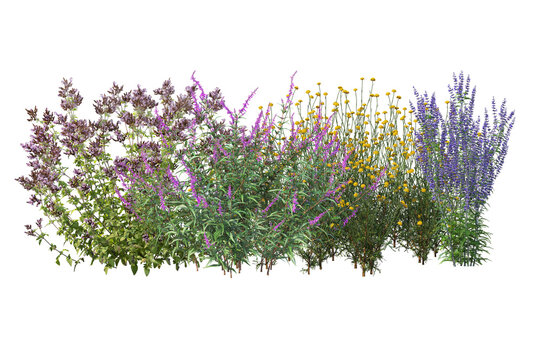 Fototapeta Diverse collection of isolated flowers, grasses, bushes, and small plants