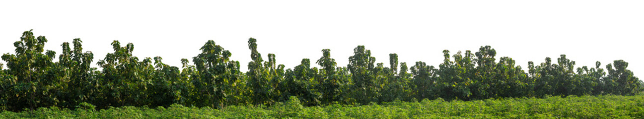 Forest and foliage in summer isolated on transparent background with cut path and alpha channel,...