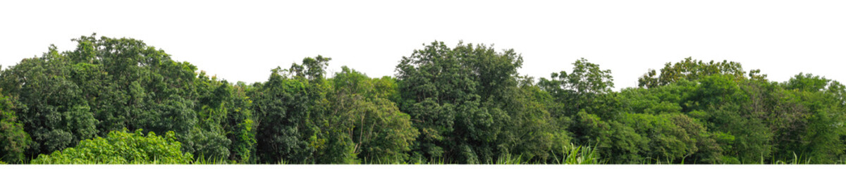 Forest and foliage in summer isolated on transparent background with cut path and alpha channel, high resolution.