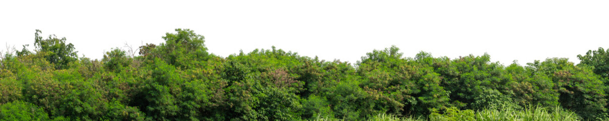 Forest and foliage in summer isolated on transparent background with cut path and alpha channel, high resolution.