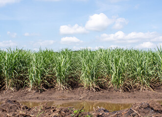 Beautiful sugarcane fields in northeastern Thailand.