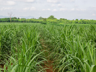 Beautiful sugarcane fields in northeastern Thailand.