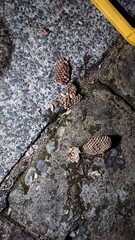 1458)Part of a japanese yellow hornet nest destroyed during extermination work(Photo taken at 20:38 on June 27, 2016)