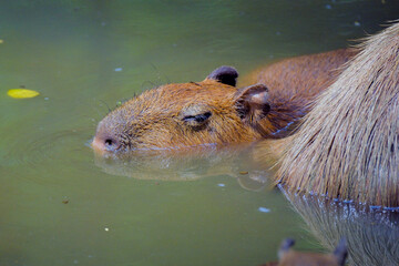 The capybara or greater capybara