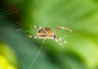 Close-up of a garden spider in its web. insect in nature. Araneus.
