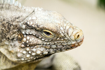 Portrait of a Cuban iguana. Animal in close-up.
