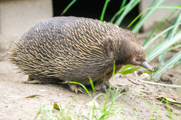 Portrait of a short-beaked echidna. Tachyglossidae. Echidna. Animal in close-up.
