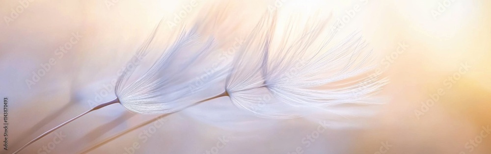 Poster Close-up view of delicate dandelion puff with soft background light during golden hour