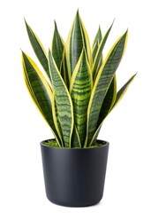 snake plant
