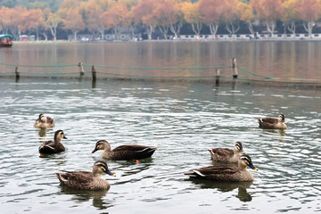 Ducks in West Lake in winter
