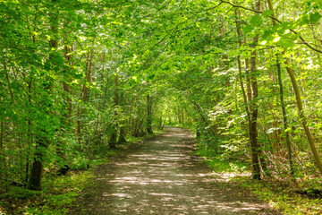 Empty footpath amidst forest