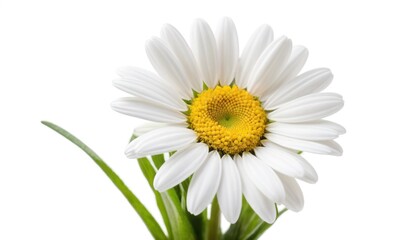 A Single Daisy, Pure White Petals, Vibrant Yellow Center, Isolated on White Background