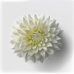 White dahlia flower isolated on white background, close up image
