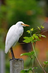 The western cattle egret (Ardea ibis). Yala National Park Sri Lanka