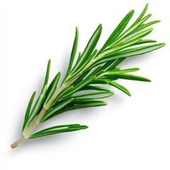 Obraz premium A fresh sprig of rosemary with vibrant green leaves, commonly used in cooking and herbal remedies for its aromatic flavor and health benefits.
