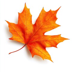 A vibrant orange maple leaf, showcasing detailed veins and a classic shape, perfect for autumn themes and nature photography.