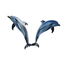 dolphin isolated