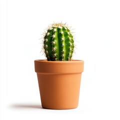 A vibrant green cactus in a simple terracotta pot, showcasing its distinct spines against a clean, white background.