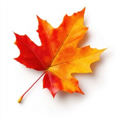 Obraz premium A vibrant autumn leaf showcasing bright red and orange hues against a white background, symbolizing the beauty of fall.