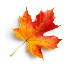 Obraz premium A vibrant autumn leaf showcasing bright red and orange hues against a white background, symbolizing the beauty of fall.