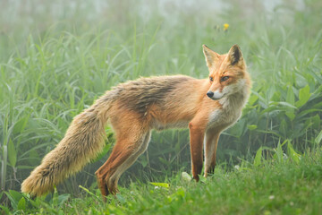 Obraz premium キツネの全身の姿、靄が漂う薄緑色の幻想的な草原、キツネは少し傾斜の地で後ろを振り返る姿で鋭い目線、ほぼ中央で頭は右側、バックは緑色の草むらの横構図です。