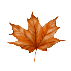 Orange vintage maple leaf as a symbol of fall, harvest festival, pumpkin festival.Watercolor illustration isolated on transparent background