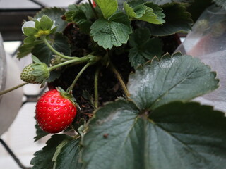 sweet and fresh strawberries holding on hand design for harvest concept