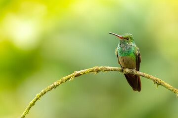 Rufous-tailed hummingbird perching on a lookout. The background is blurred green-yellow.