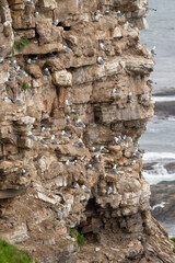 A colony of black-legged kittiwakes nesting on a cliff by the sea. Ekkerøy, Vadsø, Northern Norway