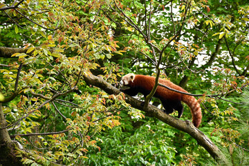 Panda roux