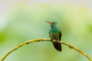 Rufous-tailed hummingbird rests after foraging on a branch in the tropical rainforest of Costa Rica. The background is blurred green-yellow.