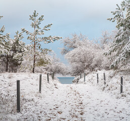traumhafte Winterstimmung  Blick durch den Dünenwald auf die Ostsee zwischen Zinnowitz und Zempin...