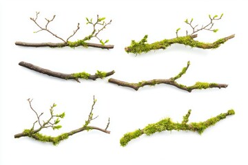 Fototapeta premium Set of moss covered branches isolated on white background