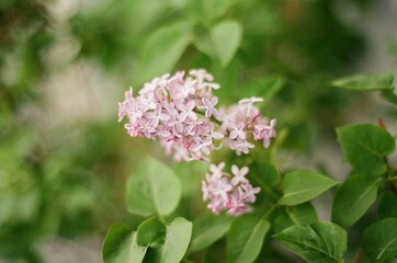 pink and white lilac