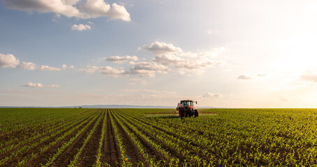 Tractor spraying corn field in sunset