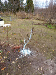 Young apple tree with whitewashed trunk in the garden in late autumn against the background of other trees. Protection of fruit trees from pests, frost and sunburn. Vertical color photo