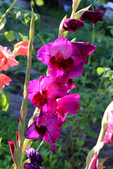 Inflorescence of pink-purple gladioli on a flowerbed in the garden on a sunny summer day - vertical...