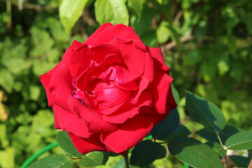 One red rose flower on a flowerbed in a garden on a sunny day against the background of green bushes - horizontal color photo, close-up, top view