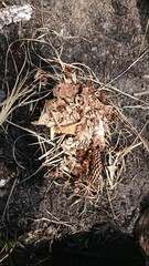 1464)Part of a japanese yellow hornet nest destroyed during extermination work(Photo taken at 11:45 on June 28, 2016)