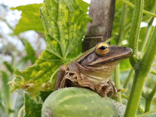 Obraz premium frog in the grass