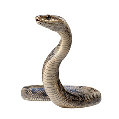 Fototapeta premium snake on a white background